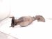 2018 Toyota Tacoma Passenger Exhaust Manifold 3.5l 17140 0P320 Replacement 2018 Toyota Tacoma Passenger Exhaust Manifold 3.5l 17140 0P320 Replacement thumbnail