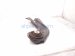 2025 Toyota Camry Rear Driver Trailing Lower Control Arm 48780 06120 Replacement 2025 Toyota Camry Rear Driver Trailing Lower Control Arm 48780 06120 Replacement thumbnail