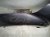 2019 Toyota C HR Front Driver Fender Grey 53802 10700 Replacement 2019 Toyota C HR Front Driver Fender Grey 53802 10700 Replacement thumbnail
