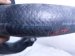 2021 Honda Accord Intercooler Outlet Pipe Hose 2.0t 17292 6B2 A01 Replacement 2021 Honda Accord Intercooler Outlet Pipe Hose 2.0t 17292 6B2 A01 Replacement thumbnail