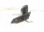 2019 Toyota C HR Rear Passenger Side View Mirror Grey 87910 F4040 Replacement 2019 Toyota C HR Rear Passenger Side View Mirror Grey 87910 F4040 Replacement thumbnail