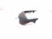 2021 Acura TLX Front Driver Fog Light Grille Trim 71109 TGV A00 Replacement 2021 Acura TLX Front Driver Fog Light Grille Trim 71109 TGV A00 Replacement thumbnail