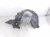 2021 Acura TLX Front Passenger Inner Fender Liner 74100 TGV A11 Replacement 2021 Acura TLX Front Passenger Inner Fender Liner 74100 TGV A11 Replacement thumbnail