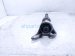 2021 Acura TLX Passenger Intermediate Jack Shaft At 44500 TGZ A00 Replacement 2021 Acura TLX Passenger Intermediate Jack Shaft At 44500 TGZ A00 Replacement thumbnail
