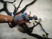 2025 Honda Pilot Dash Instrument Wire Harness Tour 32117 T90 AA0 Replacement 2025 Honda Pilot Dash Instrument Wire Harness Tour 32117 T90 AA0 Replacement thumbnail