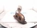2013 Lexus Gs350 Catalytic Driver Exhaust Manifold W/conv 3.5l 17150 31790 Replacement 2013 Lexus Gs350 Catalytic Driver Exhaust Manifold W/conv 3.5l 17150 31790 Replacement thumbnail