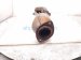2013 Lexus Gs350 Catalytic Driver Exhaust Manifold W/conv 3.5l 17150 31790 Replacement 2013 Lexus Gs350 Catalytic Driver Exhaust Manifold W/conv 3.5l 17150 31790 Replacement thumbnail