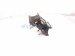 2013 Lexus Gs350 Engine/motor Rear Engine Mount 3.5l Rwd 12371 36280 Replacement 2013 Lexus Gs350 Engine/motor Rear Engine Mount 3.5l Rwd 12371 36280 Replacement thumbnail