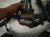 2023 Nissan Murano Engine Room Harness W/fuse 3.5l Awd 24012 9UH1A Replacement 2023 Nissan Murano Engine Room Harness W/fuse 3.5l Awd 24012 9UH1A Replacement thumbnail