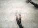 2022 Honda Odyssey Main Engine Wire Harness 3.5l At 32110 5MR A70 Replacement 2022 Honda Odyssey Main Engine Wire Harness 3.5l At 32110 5MR A70 Replacement thumbnail