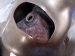2025 Toyota Tacoma Catalytic Converter 2.4t 4x4 17400 F0040 Replacement 2025 Toyota Tacoma Catalytic Converter 2.4t 4x4 17400 F0040 Replacement thumbnail