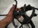 2019 Honda Civic Main Engine Wire Harness 1.5t At 32110 5AA A74 Replacement 2019 Honda Civic Main Engine Wire Harness 1.5t At 32110 5AA A74 Replacement thumbnail