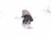 2023 Mazda Cx 30 Airbag Rear Driver Seat Air Bag DLLM 57 KL0 Replacement 2023 Mazda Cx 30 Airbag Rear Driver Seat Air Bag DLLM 57 KL0 Replacement thumbnail