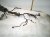 2018 Toyota Camry Engine Room Harness 2.5l Le 82111 3TE50 Replacement 2018 Toyota Camry Engine Room Harness 2.5l Le 82111 3TE50 Replacement thumbnail