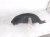 2022 Honda HR V Rear Driver Inner Fender Liner 74592 T7W K01 Replacement 2022 Honda HR V Rear Driver Inner Fender Liner 74592 T7W K01 Replacement thumbnail