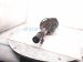 2023 Mazda Cx 30 Front Passenger Strut Absorber + Spring DGH9 34 700A Replacement 2023 Mazda Cx 30 Front Passenger Strut Absorber + Spring DGH9 34 700A Replacement thumbnail
