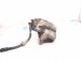 2023 Mazda Cx 30 Front Passenger Brake Caliper DGY9 33 98Z Replacement 2023 Mazda Cx 30 Front Passenger Brake Caliper DGY9 33 98Z Replacement thumbnail
