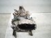 2020 Hyundai Veloster Manual Transmission = 62k Mi 43000 24BZ0 Replacement 2020 Hyundai Veloster Manual Transmission = 62k Mi 43000 24BZ0 Replacement thumbnail
