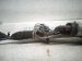 2020 Hyundai Veloster And / Gear Box Power Steering Rack & Pinion 57700 K9000 Replacement 2020 Hyundai Veloster And / Gear Box Power Steering Rack & Pinion 57700 K9000 Replacement thumbnail