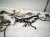2015 Lexus Rx350 Dash Instrument Wire Harness Awd 82141 4D412 Replacement 2015 Lexus Rx350 Dash Instrument Wire Harness Awd 82141 4D412 Replacement thumbnail