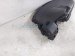 2025 Honda Civic Dashboard W/ Airbag Black 77100 T56 A00ZA Replacement 2025 Honda Civic Dashboard W/ Airbag Black 77100 T56 A00ZA Replacement thumbnail