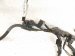2019 Honda Civic Transmission Wire Harness 1.5t At 28150 5CG P00 Replacement 2019 Honda Civic Transmission Wire Harness 1.5t At 28150 5CG P00 Replacement thumbnail