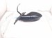 2018 Honda Civic Rear Passenger Side View Mirror Black *baked 76208 TGG A32 Replacement 2018 Honda Civic Rear Passenger Side View Mirror Black *baked 76208 TGG A32 Replacement thumbnail