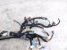 2021 Acura TLX Dash Instrument Wire Harness Aspec 32117 TGV A20 Replacement 2021 Acura TLX Dash Instrument Wire Harness Aspec 32117 TGV A20 Replacement thumbnail