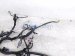 2022 Acura TLX Dash Instrument Wire Harness Aspec 32117 TGV A20 Replacement 2022 Acura TLX Dash Instrument Wire Harness Aspec 32117 TGV A20 Replacement thumbnail