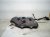 2026 Toyota Camry Gas / Fuel Tank 77001 06250 Replacement 2026 Toyota Camry Gas / Fuel Tank 77001 06250 Replacement thumbnail