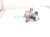 2019 Chrysler 300 Brake Booster Vacuum Pump 3.6l 04581485 Replacement 2019 Chrysler 300 Brake Booster Vacuum Pump 3.6l 04581485 Replacement thumbnail