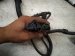 2016 BMW 328i Transmission Wiring Harness 2.0l 7 630 866 Replacement 2016 BMW 328i Transmission Wiring Harness 2.0l 7 630 866 Replacement thumbnail