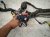 2023 Kia Telluride Main Engine Wire Harness 3.8l Awd 91450 S9010 Replacement 2023 Kia Telluride Main Engine Wire Harness 3.8l Awd 91450 S9010 Replacement thumbnail
