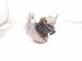 2025 Toyota Tacoma Engine/motor Passenger Engine Mount 2.4l 4x4 12361 F0250 Replacement 2025 Toyota Tacoma Engine/motor Passenger Engine Mount 2.4l 4x4 12361 F0250 Replacement thumbnail