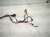 2017 BMW Mini Cooper Dash Instrument Wire Harness 61 12 6 809 450 Replacement 2017 BMW Mini Cooper Dash Instrument Wire Harness 61 12 6 809 450 Replacement thumbnail