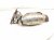 2015 Lexus Rx350 Passenger Exhaust Manifold 3.5l Awd 17140 31810 Replacement 2015 Lexus Rx350 Passenger Exhaust Manifold 3.5l Awd 17140 31810 Replacement thumbnail