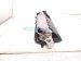2020 Toyota Avalon Airbag Passenger Knee Air Bag 73990 06060 C0 Replacement 2020 Toyota Avalon Airbag Passenger Knee Air Bag 73990 06060 C0 Replacement thumbnail