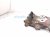 2018 Toyota Tacoma Thermostat Housing Assy 3.5l 16321 22050 Replacement 2018 Toyota Tacoma Thermostat Housing Assy 3.5l 16321 22050 Replacement thumbnail