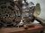 2025 Subaru Forester Long Block Engine / Motor = 12k Mi 10100CF690 Replacement 2025 Subaru Forester Long Block Engine / Motor = 12k Mi 10100CF690 Replacement thumbnail