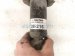 2018 Toyota Corolla Strut / Spring Rear Driver Shock Absorber 48530 02G00 Replacement 2018 Toyota Corolla Strut / Spring Rear Driver Shock Absorber 48530 02G00 Replacement thumbnail