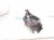 2018 Honda Civic Rear Passenger Spring Seat Lower Control Arm 52350 TGG A00 Replacement 2018 Honda Civic Rear Passenger Spring Seat Lower Control Arm 52350 TGG A00 Replacement thumbnail