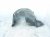 2018 Honda Civic Front Driver Inner Fender Liner 74151 TBA A00 Replacement 2018 Honda Civic Front Driver Inner Fender Liner 74151 TBA A00 Replacement thumbnail