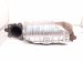 2025 Honda Accord Catalytic Exhaust Manifold 1.5t 18150 6NA L00 Replacement 2025 Honda Accord Catalytic Exhaust Manifold 1.5t 18150 6NA L00 Replacement thumbnail