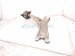 2025 Honda Accord Front Passenger Lower Control Arm 51395 30A A00 Replacement 2025 Honda Accord Front Passenger Lower Control Arm 51395 30A A00 Replacement thumbnail