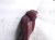 2023 Mazda Cx 30 (2nd Row) Rear Passenger 2nd Row Seat Back Red DHTF 57 400 18 Replacement 2023 Mazda Cx 30 (2nd Row) Rear Passenger 2nd Row Seat Back Red DHTF 57 400 18 Replacement thumbnail
