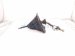 2000 Toyota Tacoma M/t Shifter Lever W/boot 2.4l 33530 35260 Replacement 2000 Toyota Tacoma M/t Shifter Lever W/boot 2.4l 33530 35260 Replacement thumbnail