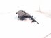 2025 Toyota Camry Center Dash Air Vent W/hazard Blk 55660 AQ010 Replacement 2025 Toyota Camry Center Dash Air Vent W/hazard Blk 55660 AQ010 Replacement thumbnail