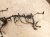 2022 Toyota Tacoma Engine Wire Harness 3.5l At 4x4 82121 04871 Replacement 2022 Toyota Tacoma Engine Wire Harness 3.5l At 4x4 82121 04871 Replacement thumbnail