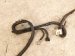2022 Toyota Tacoma Engine Room Harness W/fuse 3.5l 4x4 82164 04E61 Replacement 2022 Toyota Tacoma Engine Room Harness W/fuse 3.5l 4x4 82164 04E61 Replacement thumbnail