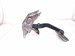 2021 Acura ILX Brake Pedal Assy 46600 T3R A81 Replacement 2021 Acura ILX Brake Pedal Assy 46600 T3R A81 Replacement thumbnail